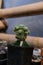 Close up of a potted cactus with defocus background on table.