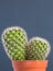 Close up of a potted cactus plant with sharp thorns