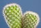 Close up of a potted cactus plant with sharp thorns