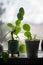 Close up of potted houseplants in a window