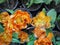 Close-up Potted Orange Flowering Plants