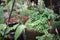 Close up of potted plants of creeping fig Ficus Pumila with small green and white leaves. Ficus Pumilia growth in hanging flower