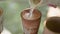 Close-up pouring white wine in clay glass with Winery inscription. Unrecognizable person filling authentic drinking