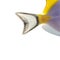 Close-up of a Powder blue tang\'s caudal fin
