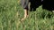 Close-up of a practicing man\'s legs outdoors in the grass. Crossing bare feet in qigong exercises. The concept of a