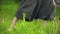 Close-up of a practicing man`s legs outdoors in the grass. Crossing bare feet in qigong exercises. The concept of a