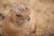 Close up of a Prairie dog / Cynomys