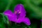 Close-up of a Prairie Spiderwort flowers, Tradescantia occidentalis