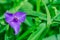 Close-up of a Prairie Spiderwort flowers, Tradescantia occidentalis