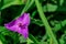 Close-up of a Prairie Spiderwort flowers, Tradescantia occidentalis