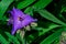 Close-up of a Prairie Spiderwort flowers, Tradescantia occidentalis