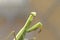 Close up of a praying mantis