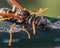 Close up of a predatory black and yellow European Paper Wasp (Polistes dominula) with a ladybug larvae prey.