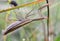 Close up of the predatory insect Mantis religiosa