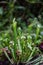 Close-up of a predatory insect trap flower of Sarracenia with selective focus