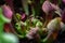 Close-up of a predatory insect trap flower of Sarracenia with selective focus