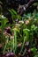 Close-up of a predatory insect trap flower of Sarracenia with selective focus