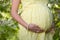 Close up of pregnant woman\'s belly in spring garden