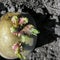 Close-up of prepared germinating potato