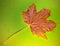 Close up of a pressed autumn leave.