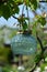 Close up of pretty light teal glass solar lampion lamp hangin on a brach in a tree