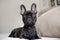 close up pretty little french bulldog. High quality photo