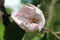 Close up of the pretty pale pink flower of Cydonia oblonga