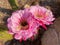 Close-up of pretty pink Argentine Giant cactus flower