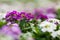 Close up of pretty pink, white and purple Alyssum flowers, the Cruciferae annual flowering plant