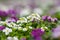 Close up of pretty pink, white and purple Alyssum flowers, the Cruciferae annual flowering plant