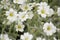 Close-up of pretty white cerastium tomentosum flowers in late spring