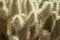 Close up of the prickly needles of a Jumping Cholla Cactus in the Arizona Sonoran Desert. Useful for backgrounds