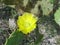 Close up of a prickly pear cactus bloom