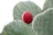 Close up of prickly pear cactus isolated