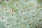 Close up of Prickly Pear cactus leaf