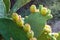 Close up of prickly pears, Crete