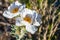 Close up of Prickly Poppy Argemone munita growing in the Panamint Range, Death Valley National Park, California