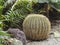 Close up prickly yellow green big cactus ball growing