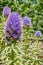 Close up of Pride of Madeira Echium Candicans flower, California
