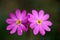 Close up of primrose flowers