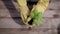 Close-up. The process of planting plant pots in pots. Green seedlings are planted in the prepared soil, summer farming.