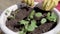 Close-up. The process of planting plant pots in pots. Green seedlings are planted in the prepared soil, summer farming.