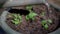 Close-up. The process of planting plant pots in pots. Green seedlings are planted in the prepared soil, summer farming.