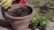 Close-up. The process of planting plant pots in pots. Green seedlings are planted in the prepared soil, summer farming.