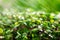 Close-up of the process of watering the sprouted microgreen in the sun. Abstract background. Microgreen. Splashing water