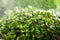 Close-up of the process of watering the sprouted microgreen in the sun. Microgreen. Splashing water, rain.