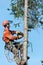 Close up of a Professional lumberjack cutting tree on the top