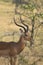 Close-up profile of an adult impala with curvy horns in Tarangire National Park, Tanzania, Africa; vertical image