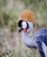 Close up of profile of African crown crane in Kenya