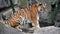 Close up profile Amur Siberian tiger on the rocks